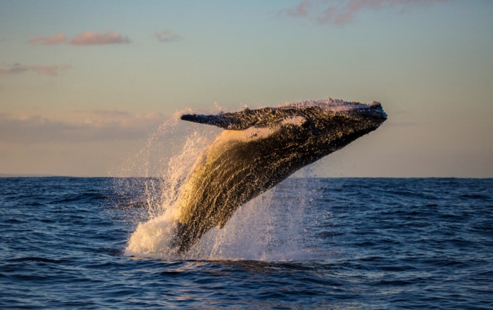 Whale Watching Oregon Coast Archives - Embarcadero Resort