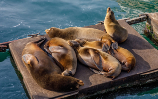 A group of sea lions on a dock in Newport, one type of wildlife you can see in Oregon.