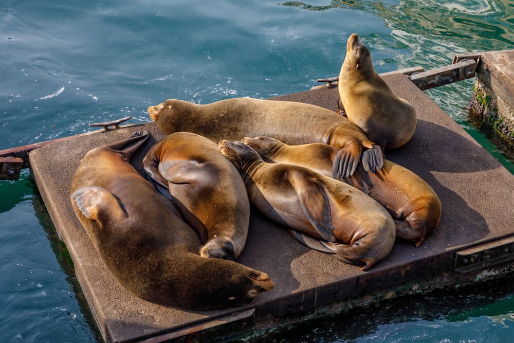 A group of sea lions on a dock in Newport, one type of wildlife you can see in Oregon.